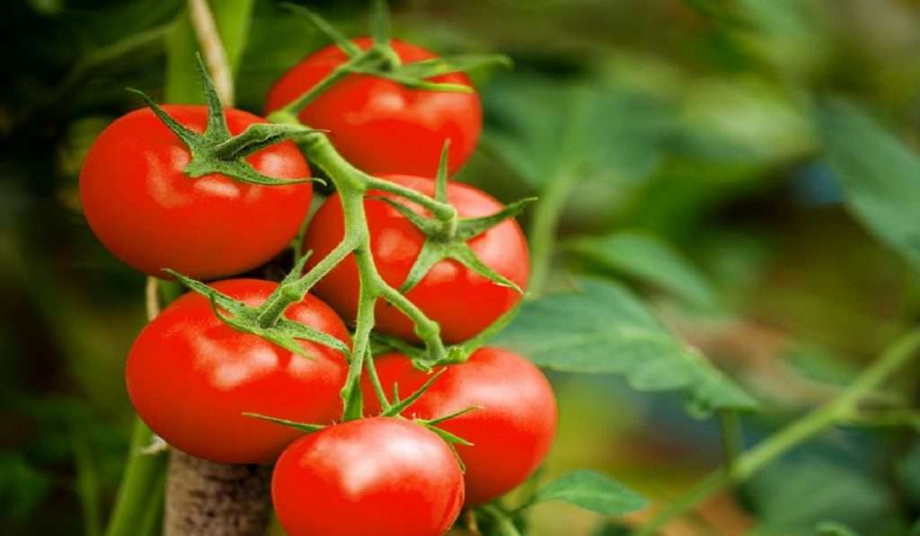 जाणून घ्या… आपल्या शरीरासाठी उपयुक्त असणाऱ्या टोमॅटोचे फायदे